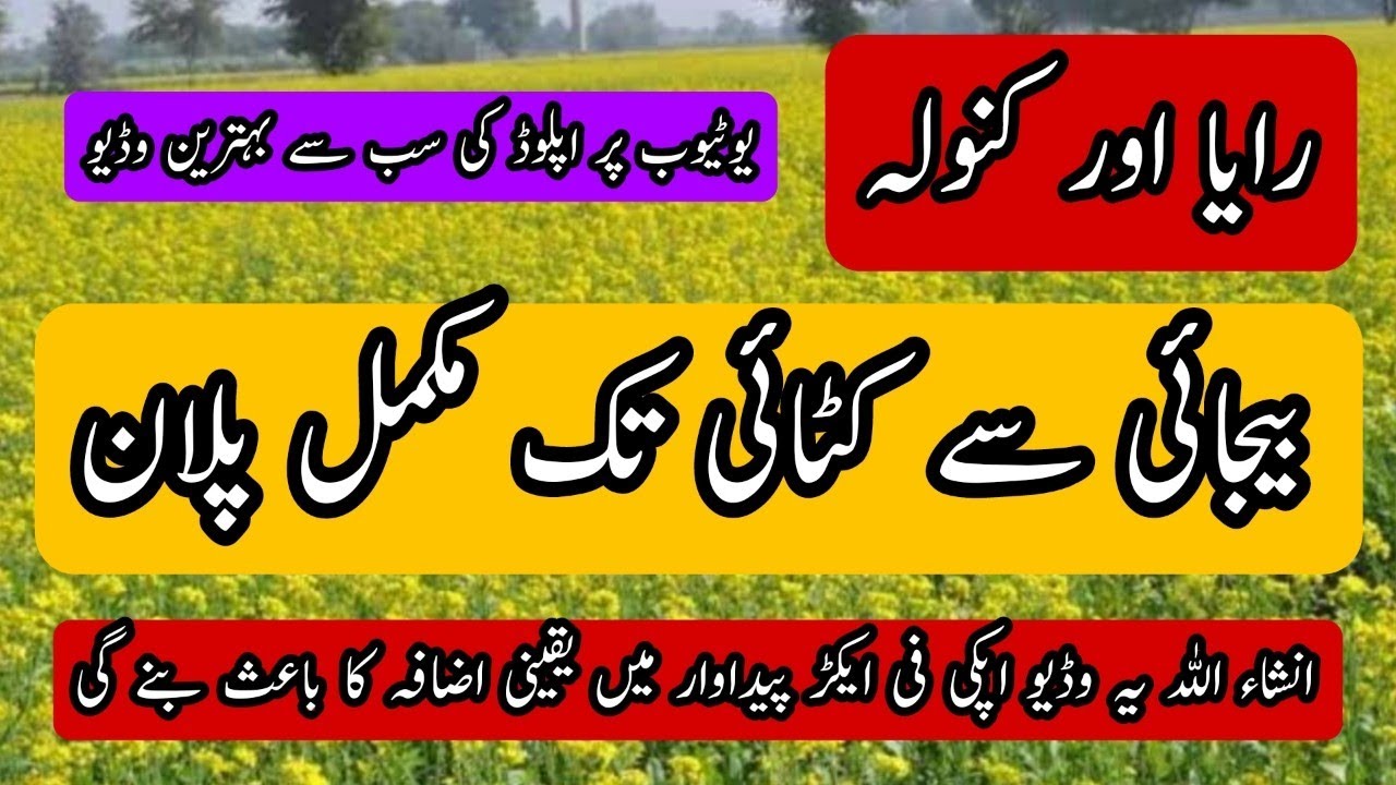 Complete plan for cultivation of Raya and Canola || Mustard farming #mustard #humkissanhamrapakistan