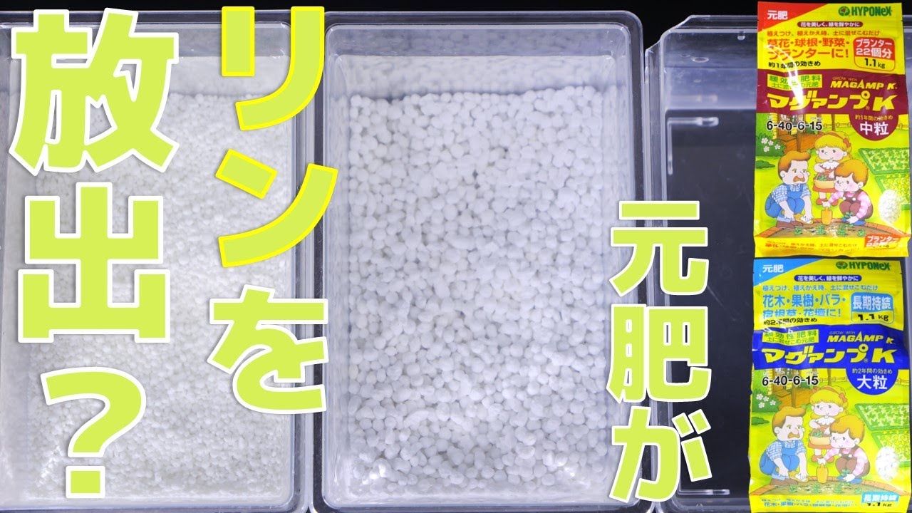 【園芸用元肥】ハイポネックスのマグァンプK中粒と大粒はどれぐらいリンが溶けるのか検査してみた。中粒と大粒でこんなに違うとは...【ふぶきテトラ】