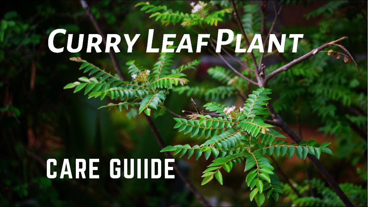 Curry Leaf Plant Care Guide -  Sweet Neem - Kari Patta - Murraya Koenigii  - Curry Leaf Tree
