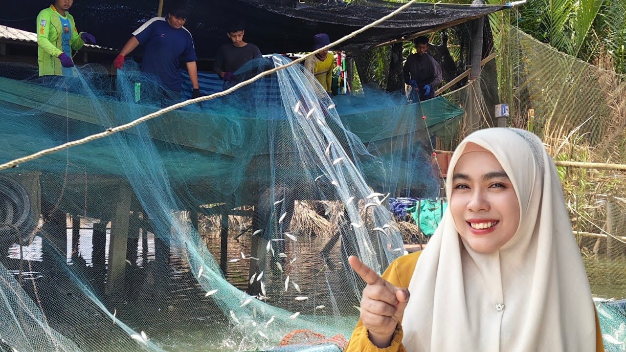 Tahan Pukat Buleh Ikan Banyak sangat