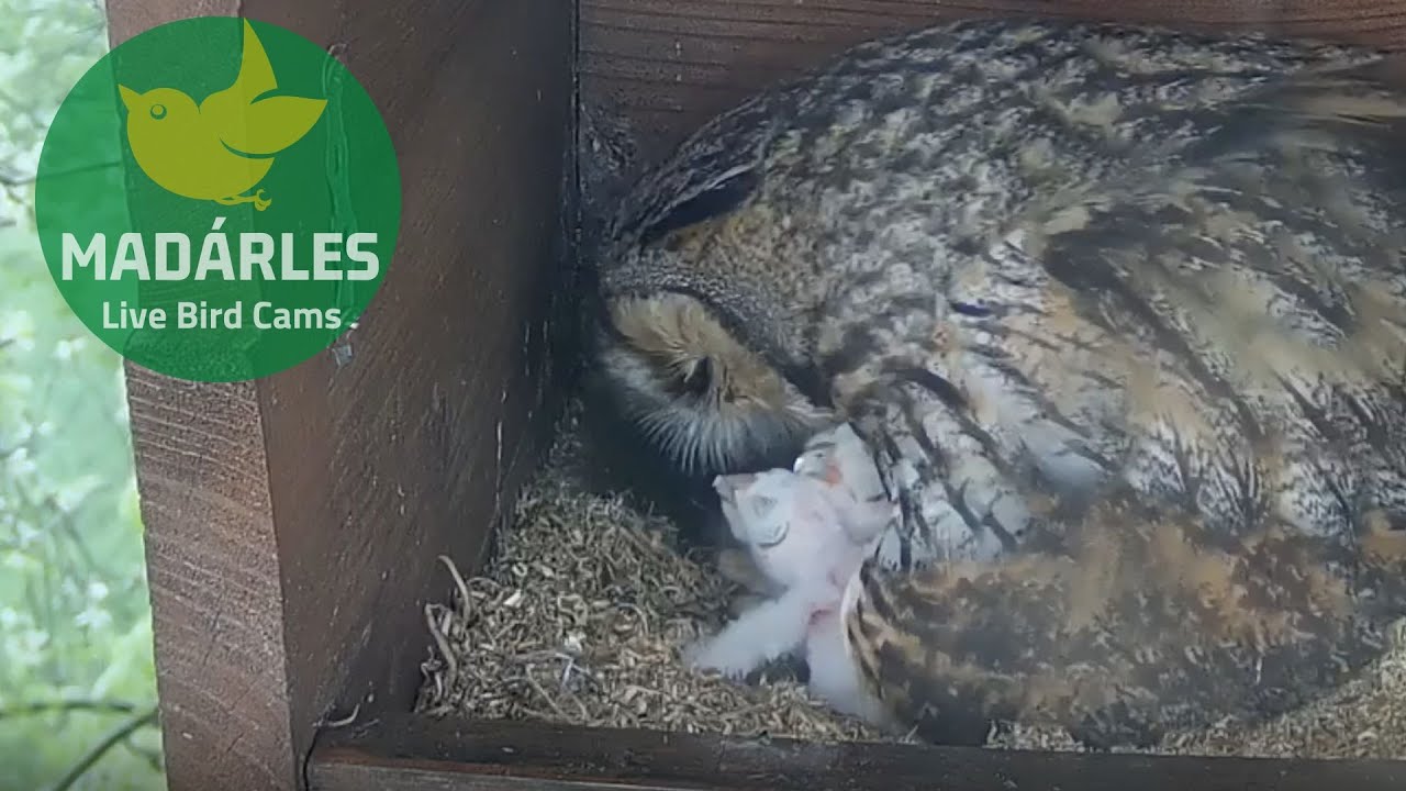 Long-eared owlets are hatching, feeding time.