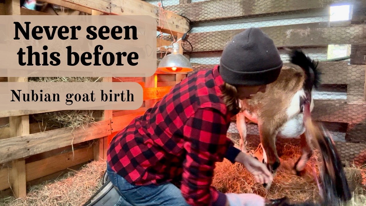 I Didn't Know What To Do (LIVE goat birth)