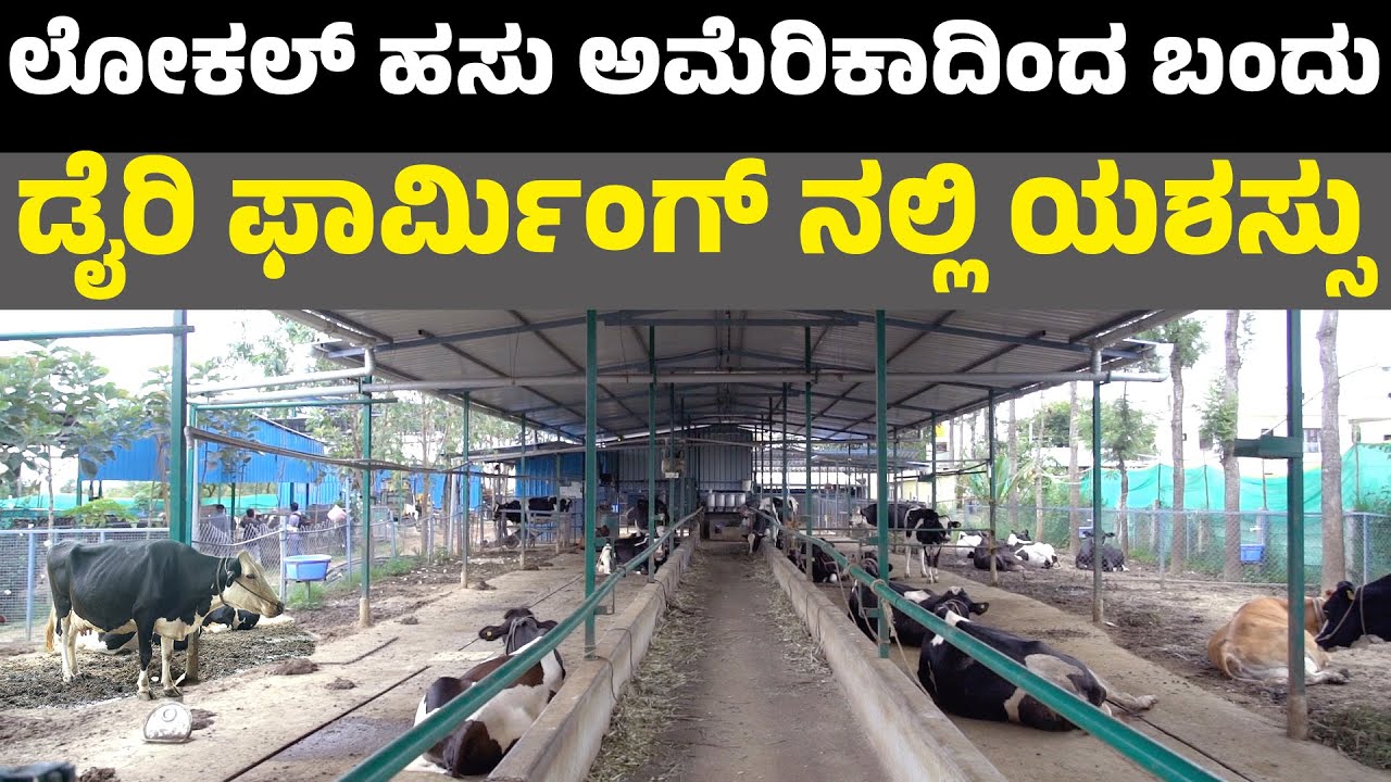 successful dairy farming in karnataka I KMF Nandini I bamul nandini I ಲೋಕಲ್ ಹಸು I krushi kannada