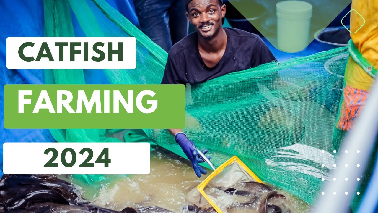 CATFISH FARMING GUIDE FOR BEGINNERS IN 2024 - ALL You Need To Know