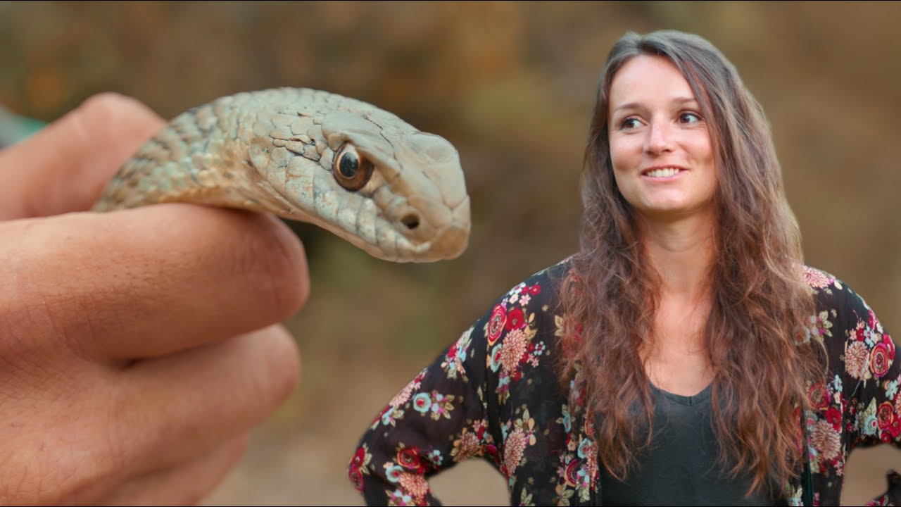 Des serpents sur l'île de Porquerolles !