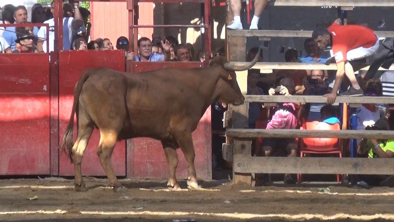 1º VACAS PLAZA MURCHANTE NAVARRA ARRIAZU,17- 08- 2018.