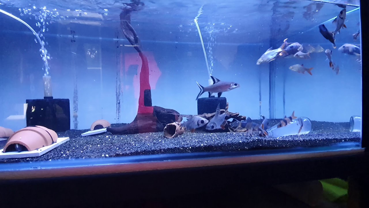 How to feed a spiny eel in a community tank