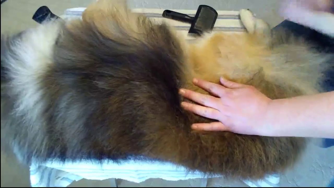 Woodruff Shelties Line Brushing