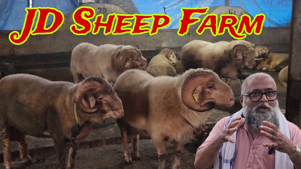 JD Ka Promise Ek Aur Sheep Farm Khulega | JD Sheep Farm Ka Full Tour With Imran Bhai | Tyaari Dekho.
