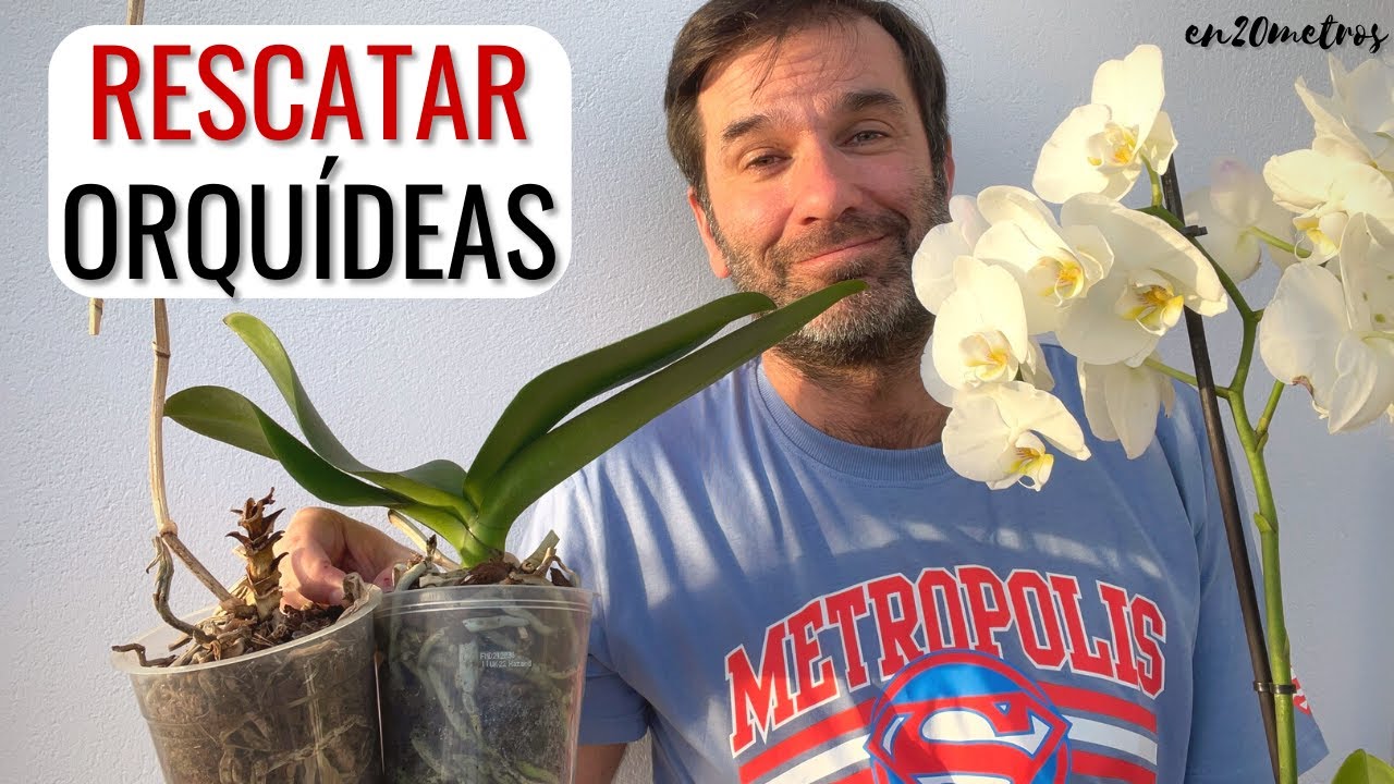 SALVA TUS ORQUÍDEAS #phalaenopsis: trasplantar, quitar el tapón, y fertilizar || en20metros