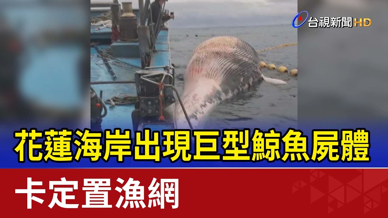 驚！花蓮海岸出現巨型鯨魚屍體 卡定置漁網