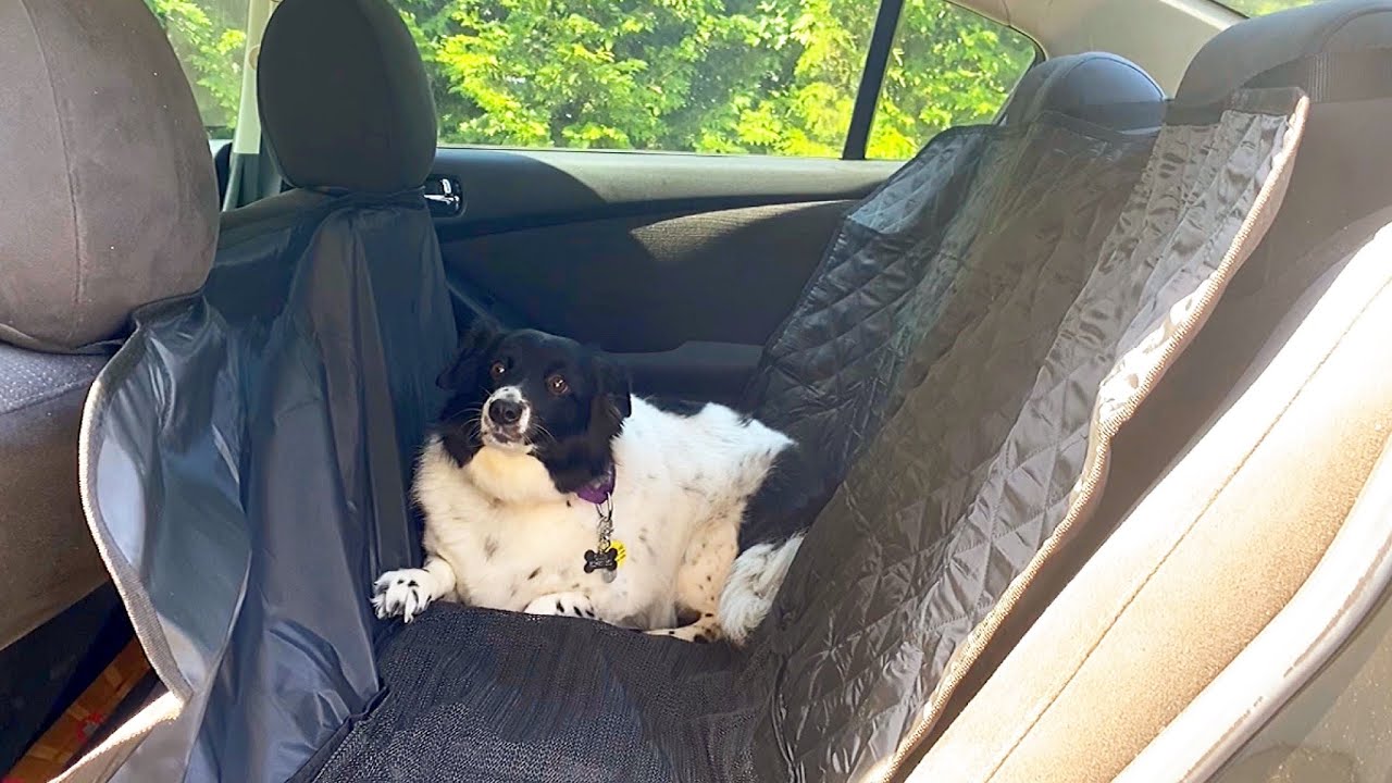 Active Pets Car Seat Cover for Dogs REVIEW