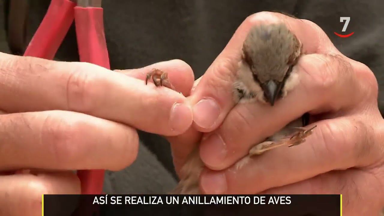 As&iacute; se realiza un anillamiento de aves en las Lagunas de Villaf&aacute;fila | El campo al d&iacute;a