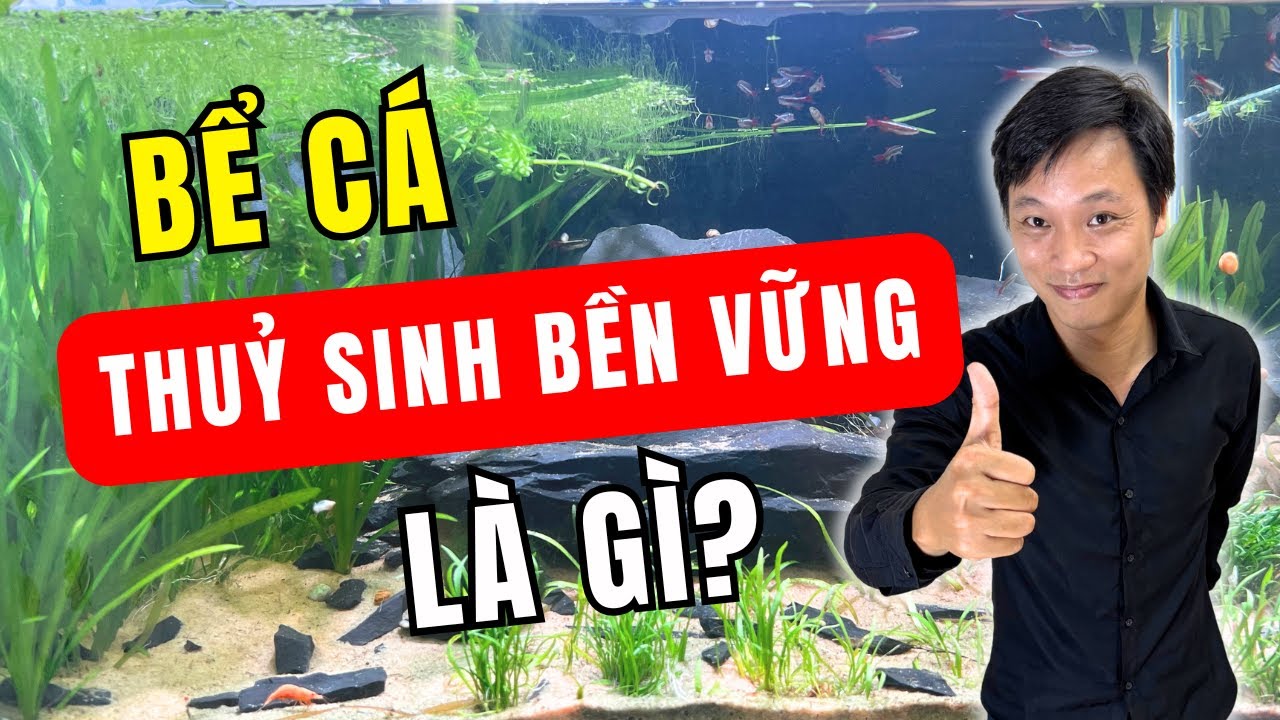 Bể cá Thủy Sinh Bền Vững là gì? Cách chơi đơn giản cho người mới