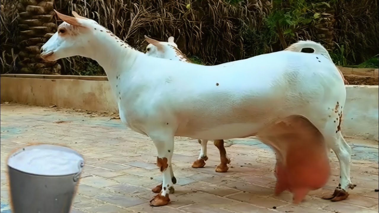 Most Beautiful Salali Goat || Barbri Goat k Jesy Goat | Oman Goat Breed 