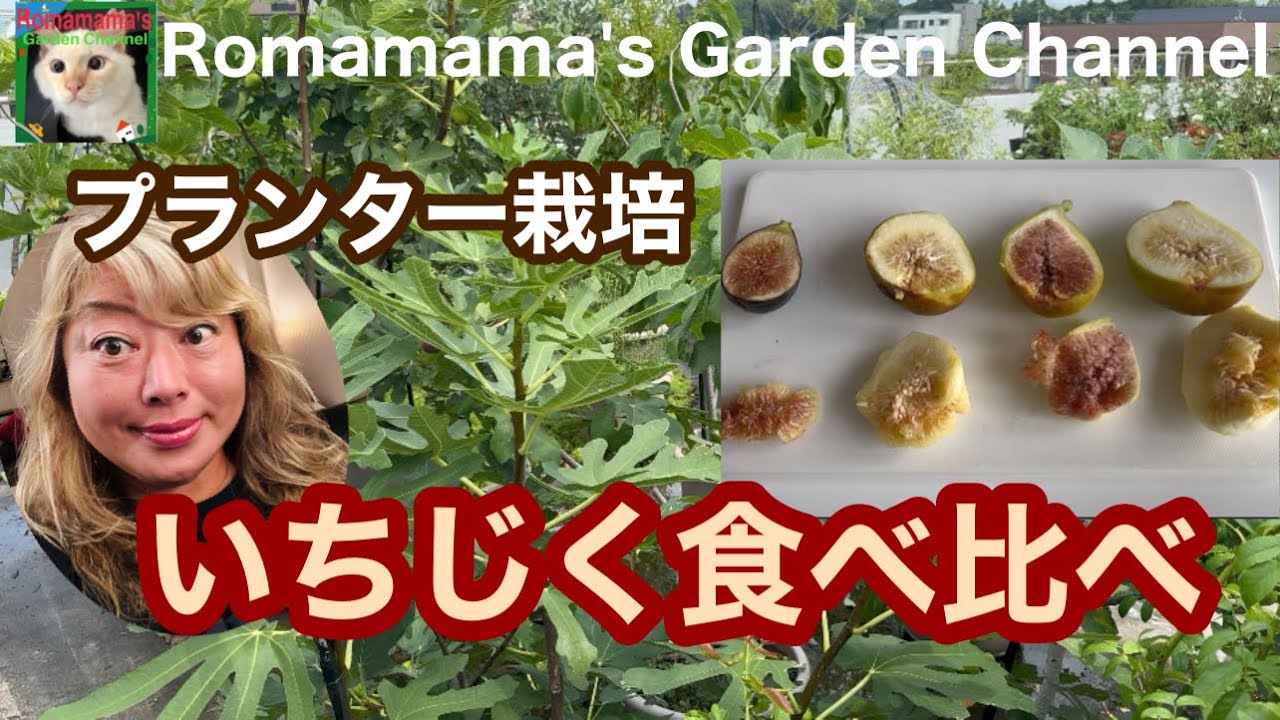 【イチジク栽培】家庭菜園で採れたイチジク食べくらべ　#スイートカロン　#バナーネ