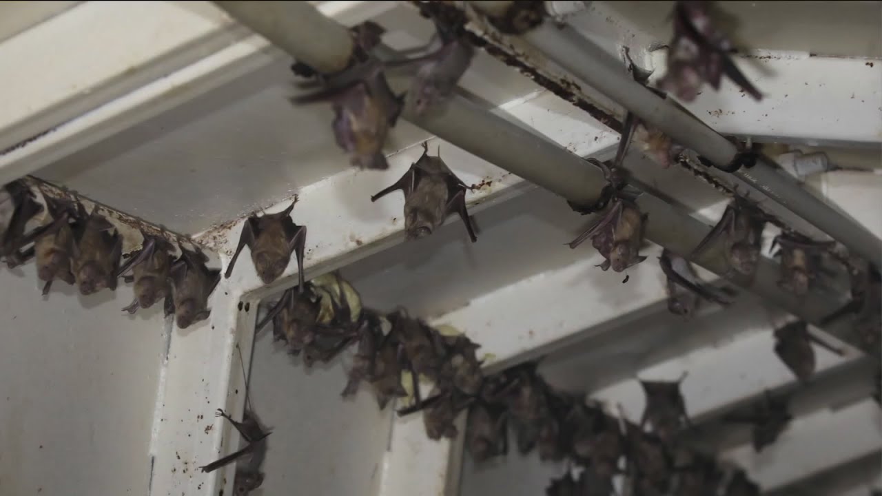 What bats can tell us about COVID-19