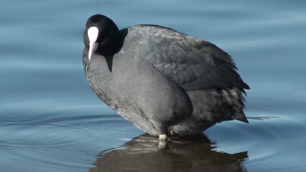 Eurasian coot - Lake Suwa