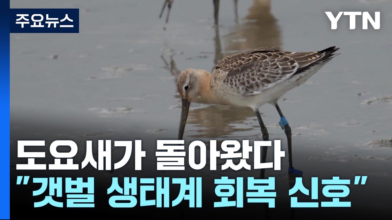 갯벌이 살아난다...도요새가 돌아왔다 / YTN