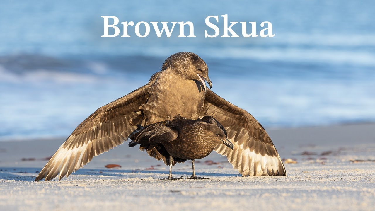 Brown Skua - Falkland Islands (Bird Photography)