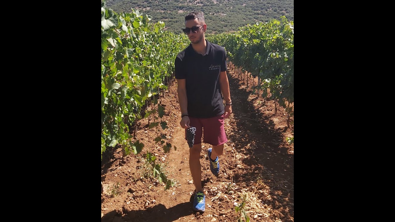 The Agiorgitiko wine of Nemea/Το Αγιωργίτικο κρασί της Νεμέας