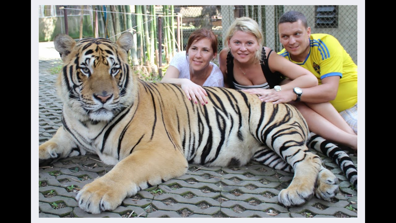 Tiger Kingdom, Thailand
