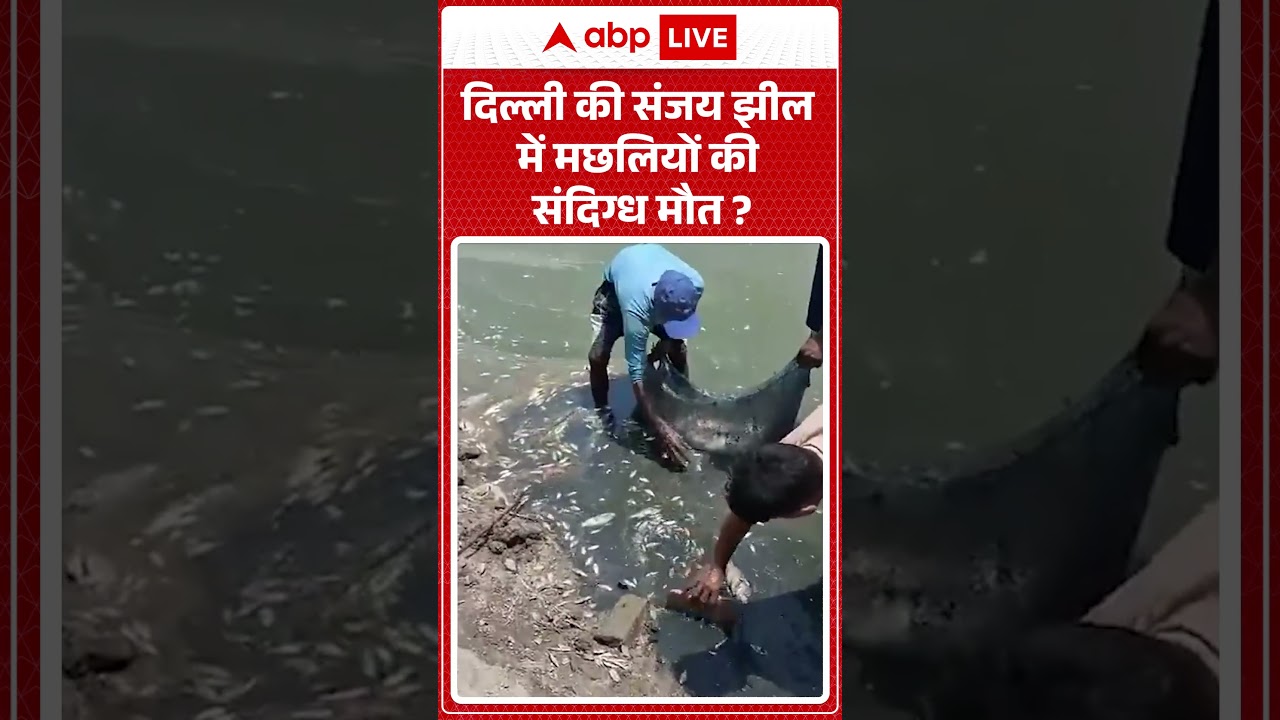 Pond Fish Death : दिल्ली की संजय झील में मछलियों की संदिग्ध मौत | #GlobalWarming #ClimateChange