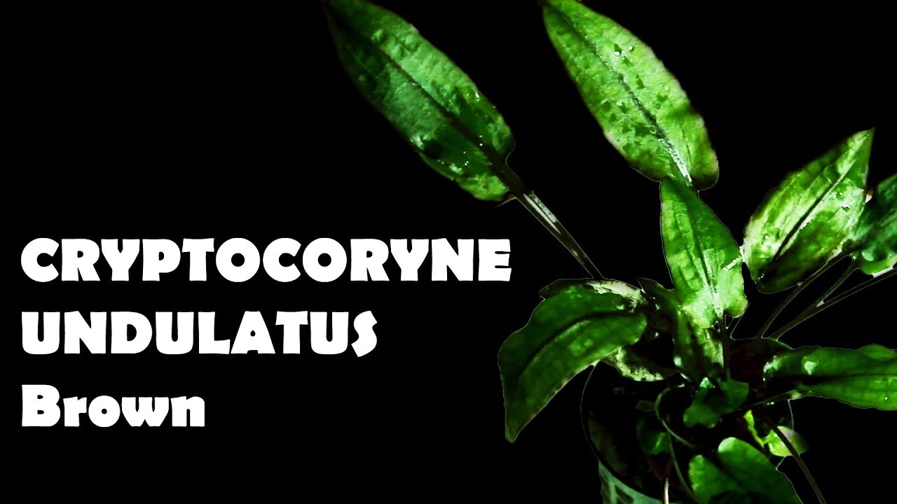 CRYPTOCORYNE UNDULATUS Brown : Scheda e Caratteristiche