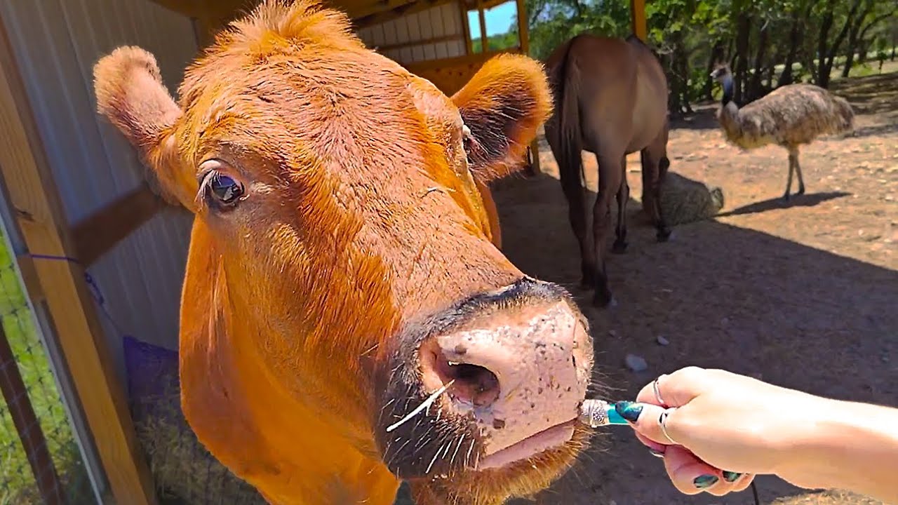 Maya does some tiny mic ASMR in the pasture at Alveus