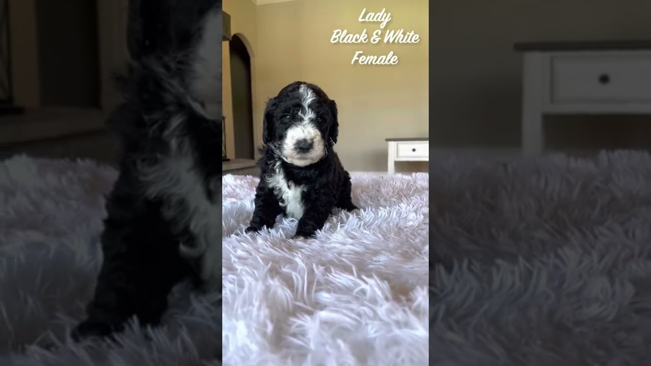 Hudson Shore Bernedoodles F1b Standard Bernedoodle puppies
