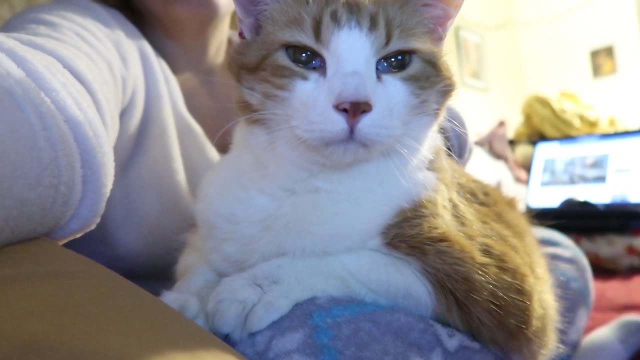 Happy Lap Cat