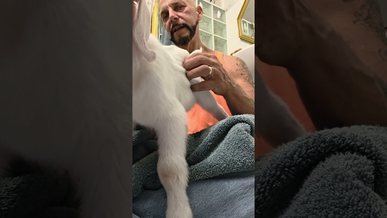 Goat. This little guy nearly died as his mother has mastitis. #1