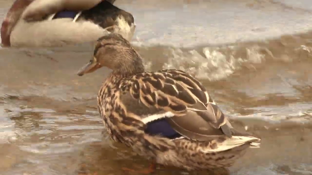 SONY HVR Z7 TEST 1080 25P TO 50i
