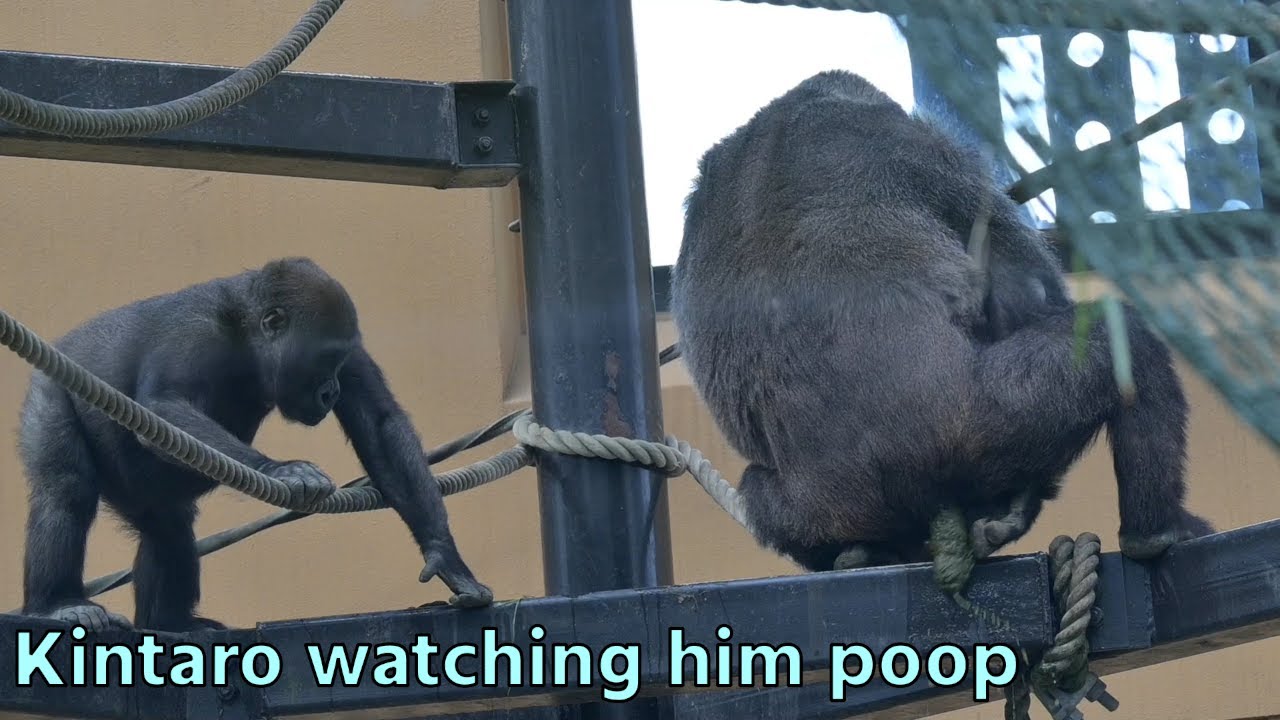 Kintaro is surprised to see Genki's big poop.【Kyoto City Zoo/Gorilla Fam】