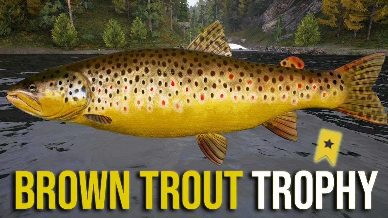 Brown Trout Trophy at Tunguska River - Russian Fishing 4 #rf4