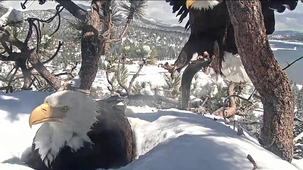 Big Bear~Shadow brings a still alive huge fish for his Jackie~12:32 p.m. 2021/03/11