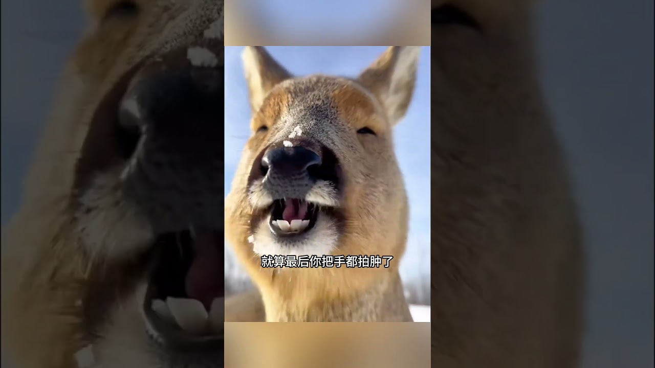 傻狍子，東北人的卡皮巴拉！#shorts  #搞笑