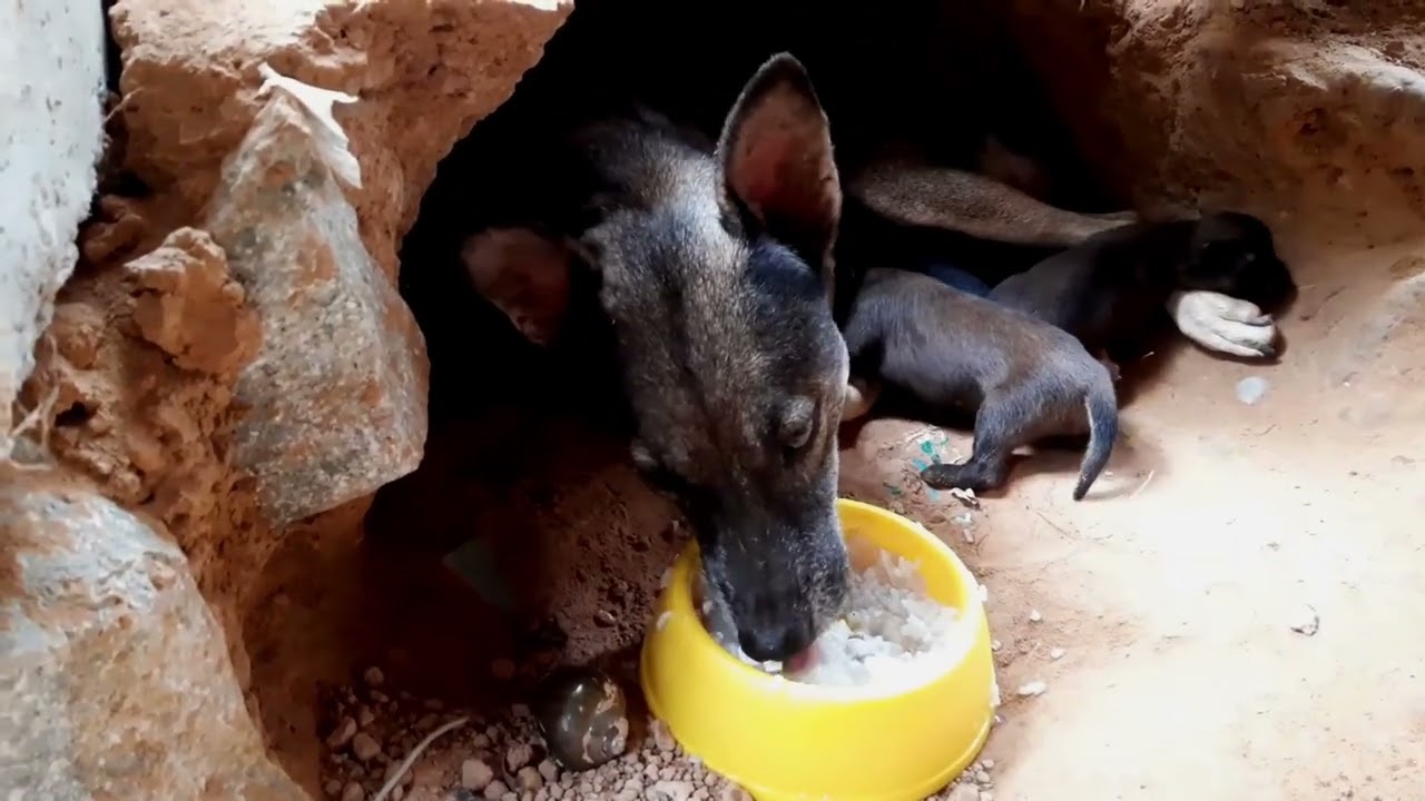 Feeding poor mother dogs and four puppies day3 P115
