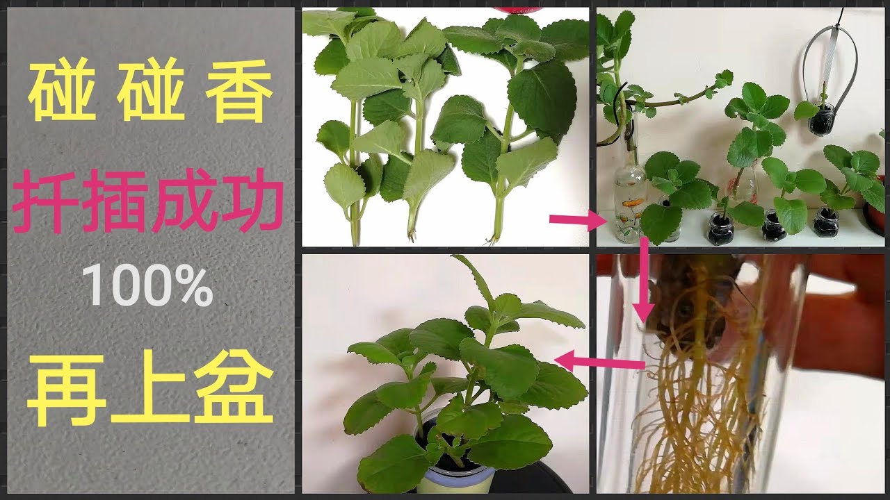 碰碰香扦插繁殖與上盆