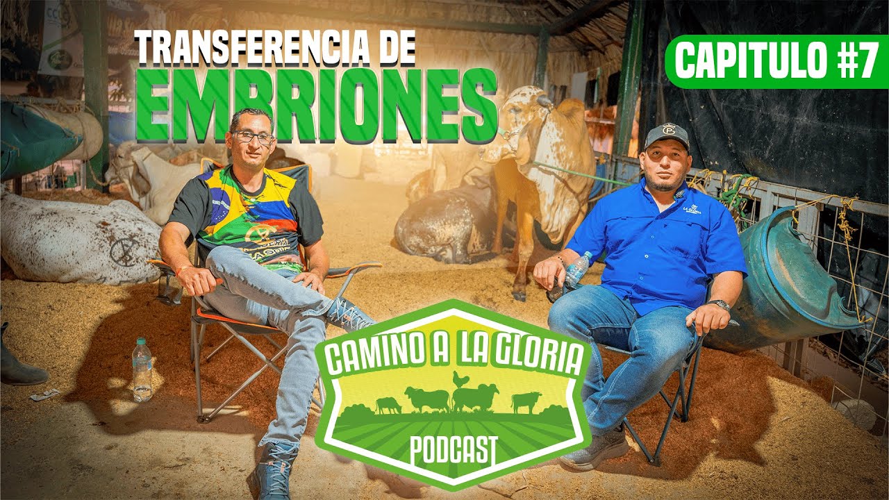 TRANSFERENCIA DE EMBRIONES CON EL DOCTOR CAMILO ALVARADO