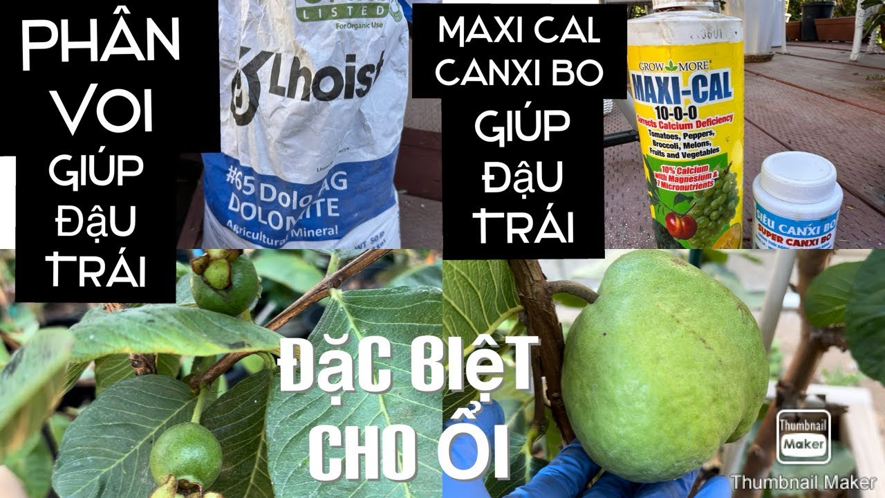 Phân Vôi Maxi-Cal Và Canxi Bo Cách Dùng Và Nơi Mua Để Giữ Trái Đặc Biệt Ổi Không Hạt tt791
