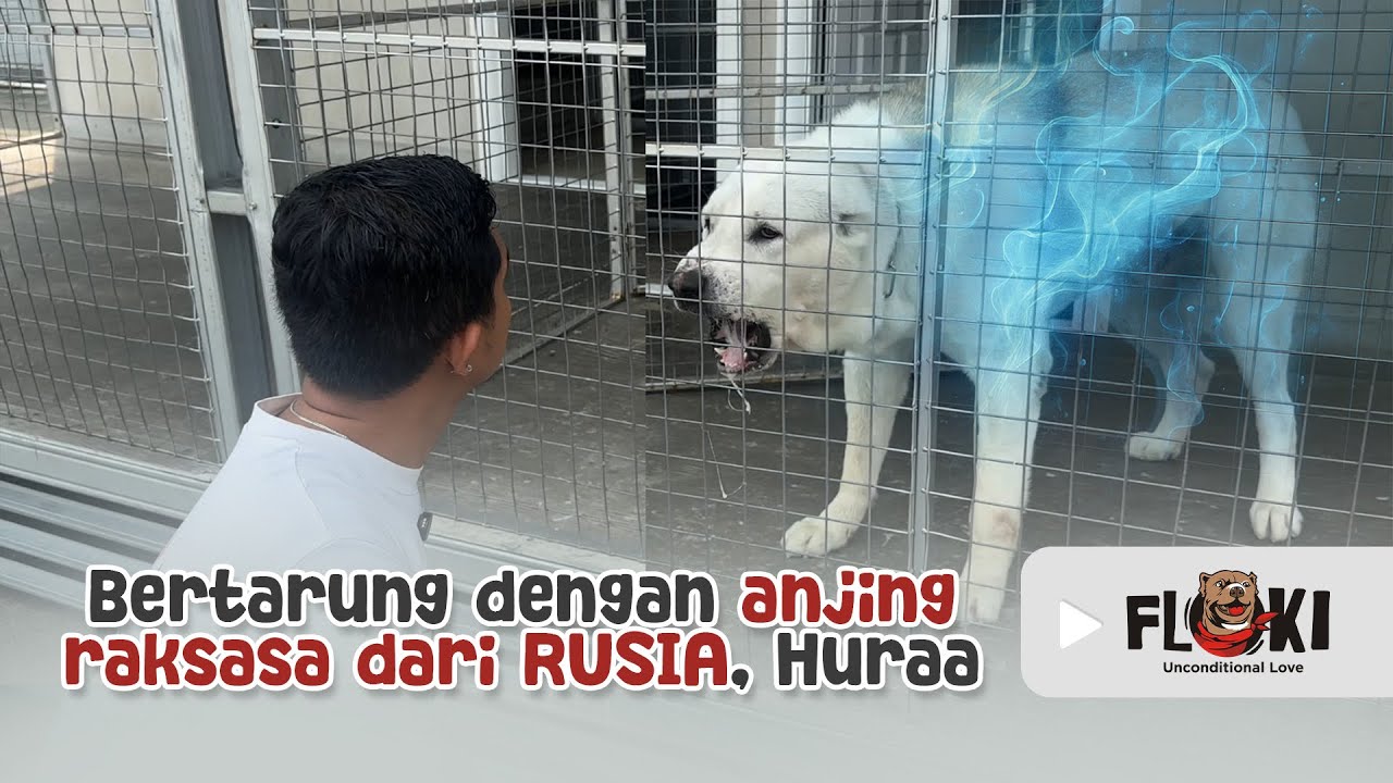 ADU MENTAL DENGAN ANJING RAKSASA DARI RUSIA 🇷🇺 HURAAAA…