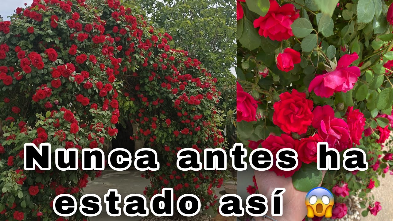 Mi arco de rosas rojas🌹 Ya me ha dado alg&uacute;n susto! 😱
