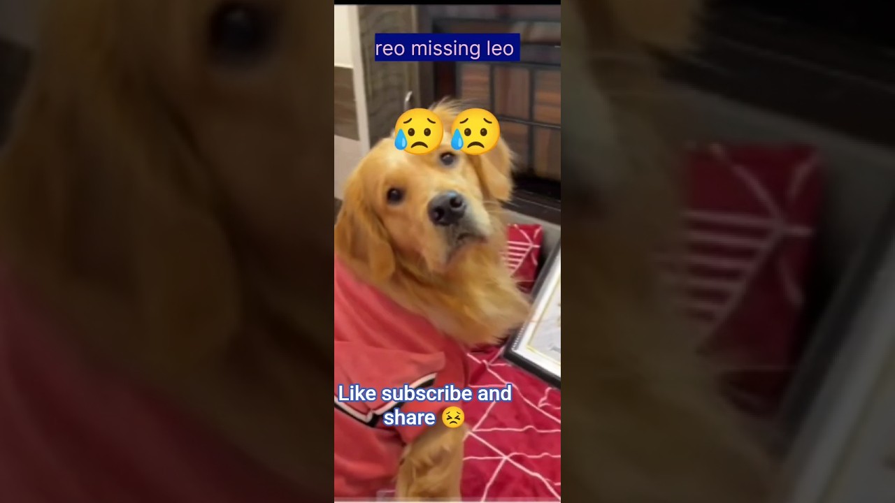 reo missing leo #😥😓