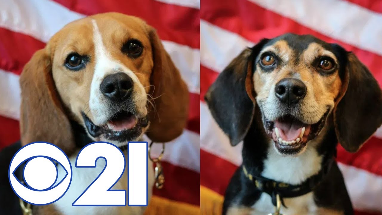 'They're incredibly important': Meet the beagles keeping airports safe
