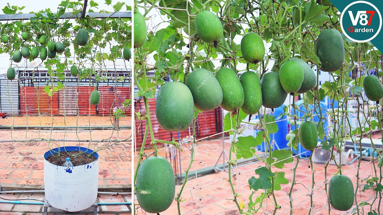 How to Grow Winter Melon in Container from Seed to Harvest