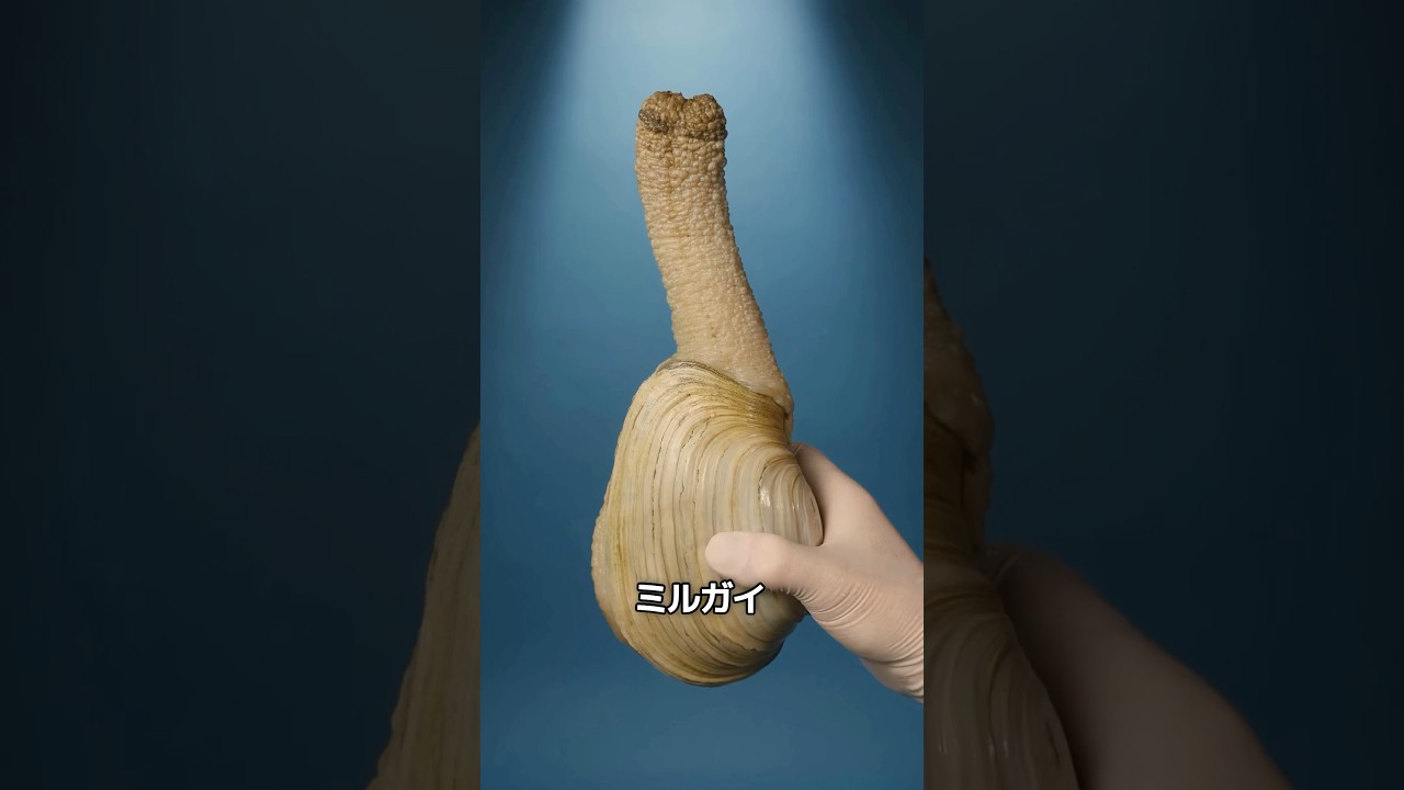 これはあなたが思っているものとは違います