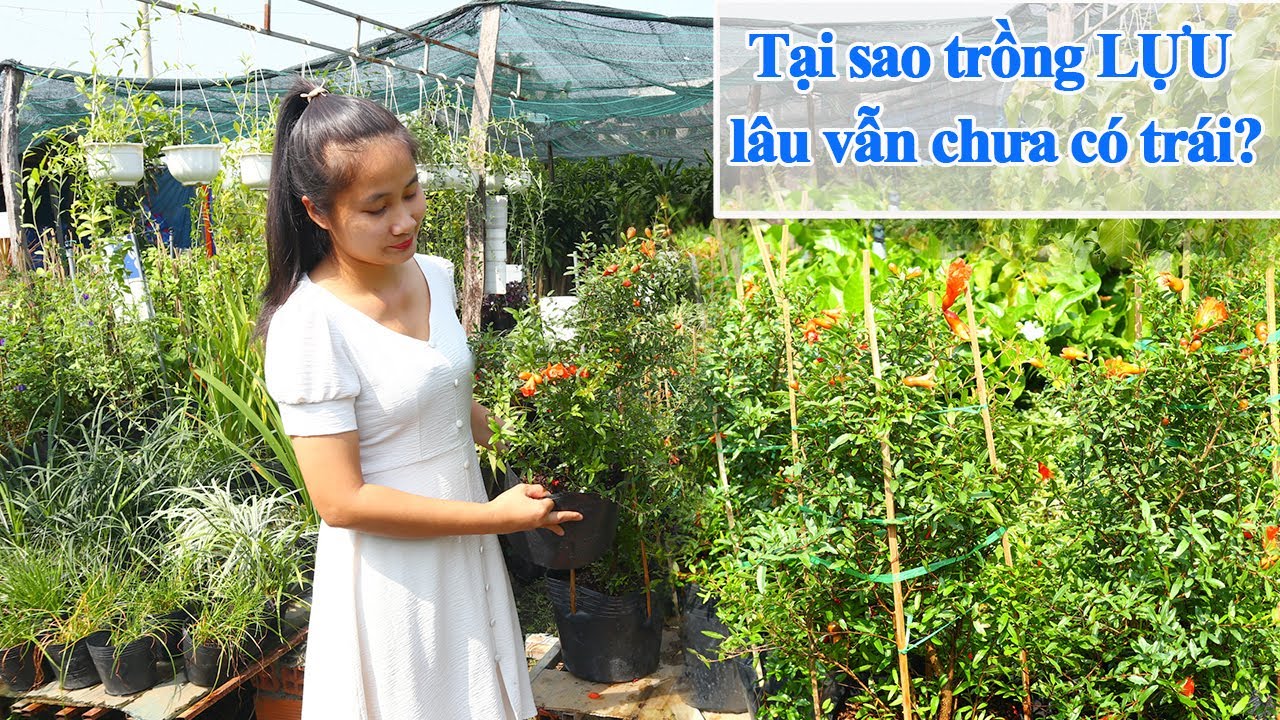 TẠI SAO CÂY LỰU TRỒNG LÂU VẪN CHƯA CÓ TRÁI? NGUYÊN NHÂN VÀ CÁCH XỬ LÝ ĐỂ CÂY LỰU ĐẬU NHIỀU TRÁI