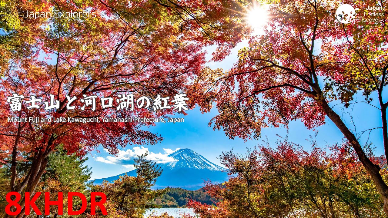 富士山と河口湖の紅葉 Mount Fuji and Lake Kawaguchi [8KHDR]