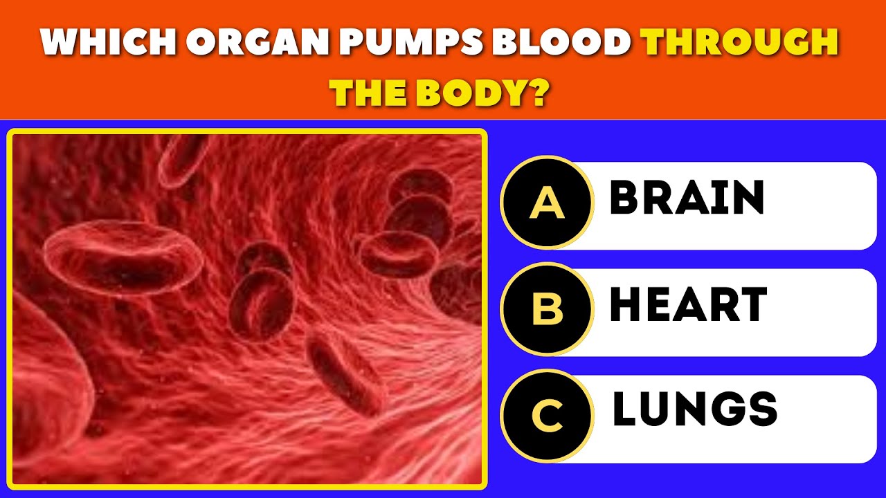 Can You Pass This Human Body Quiz? Puzzle Quiz